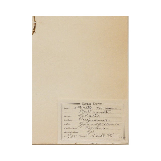 1900 - 1909 Antique Swedish Herbarium - Wild Mint, Circa 1908 For Sale - Image 5 of 5