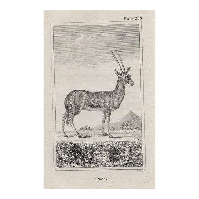 Antique Pasan Deer Engraving For Sale