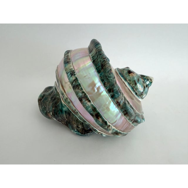 Rare Turbo Marmoratus Shell For Sale In Los Angeles - Image 6 of 9