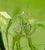 Nature inspired hand blown green glass vase with applied glass swirls. Has original sticker by Margie‘s Garden. Stands...
