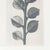 Karl Blossfeldt, Black and White Botanical Image, 1942, Photogravure, Framed For Sale - Image 9 of 17