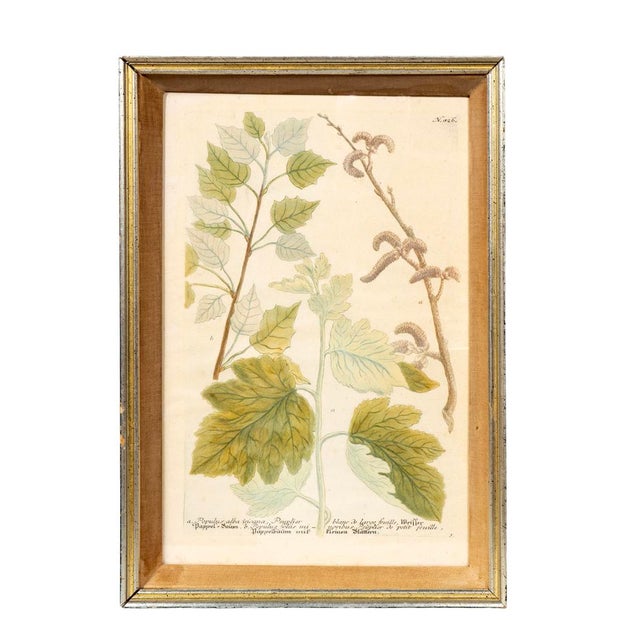 Set of Eight Framed Botanicals by J. Wilhelm Weinmann For Sale - Image 4 of 17