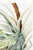 Paper Wild Pineapple, Vintage Botanical Art Print Reproduction, 24" X 36" For Sale - Image 7 of 9