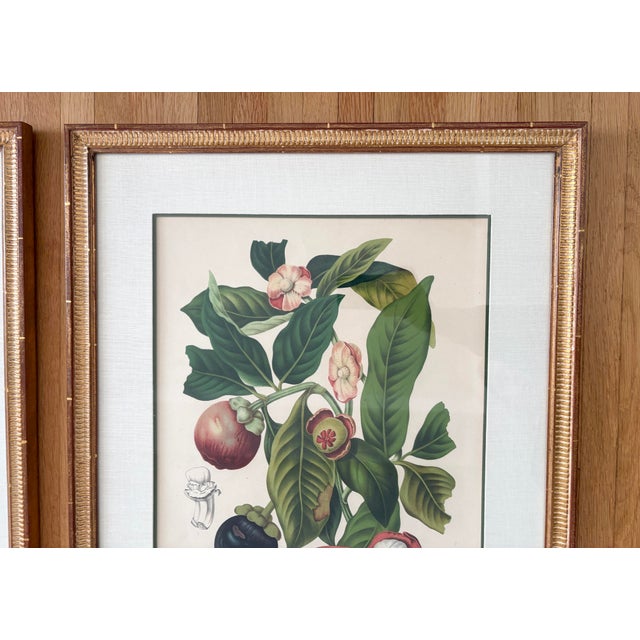Vintage Botanical Floral Prints, l'Ile De Java, Framed, a Pair Reproduction For Sale - Image 10 of 12