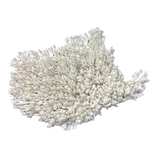 Natural White Coral Reef Specimen #3 For Sale