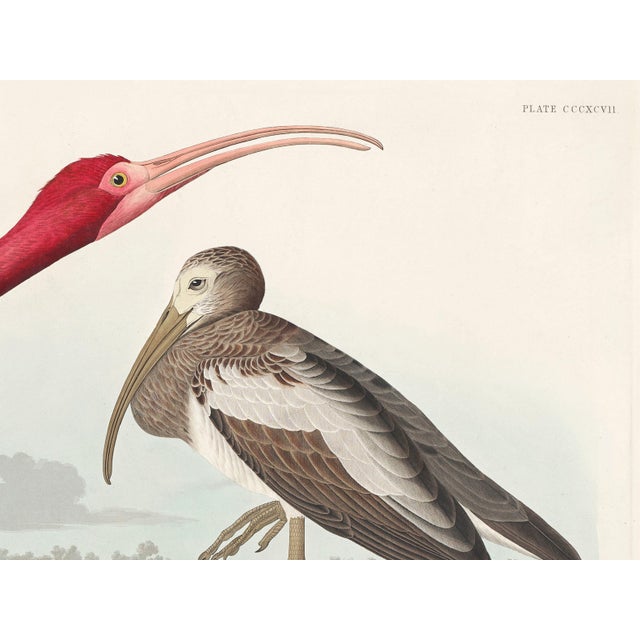 Scarlet Scarlet Ibis by John James Audubon, Vintage Art Print Reproduction, 16" × 12" For Sale - Image 8 of 10