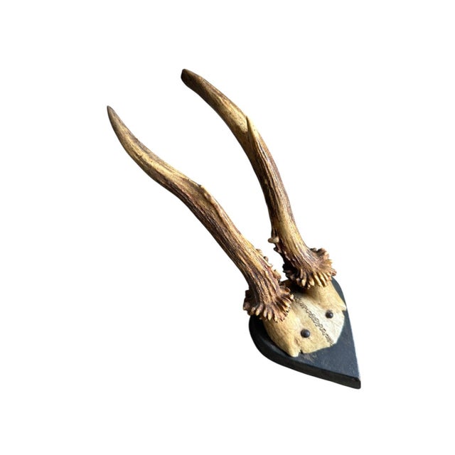 Early 1900s Roe Deer Trophy Rd139 Black Forest Antlers For Sale - Image 4 of 5