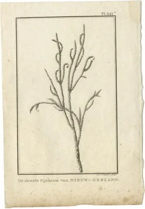 Cook, Pinus Nigra, 1803, Paper