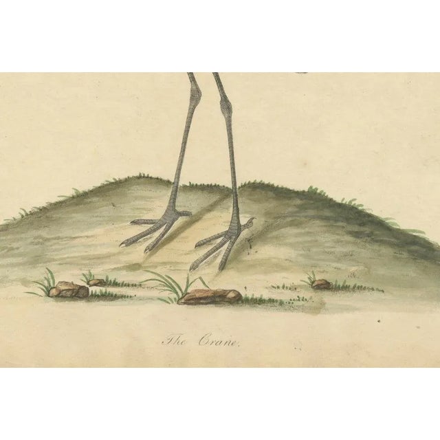 William Hayes and Matilda Hayes, Crane, 1794, Hand-Colored Copperplate Engraving For Sale - Image 4 of 7