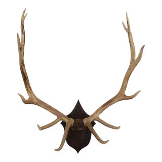 Elk Antler Mounted on Wooden Plaque For Sale