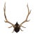 Elk Antler Mounted on Wooden Plaque For Sale