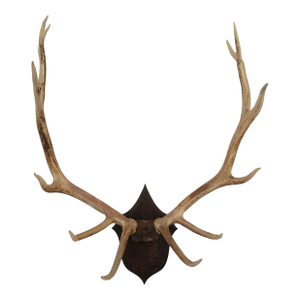 Elk Antler Mounted on Wooden Plaque