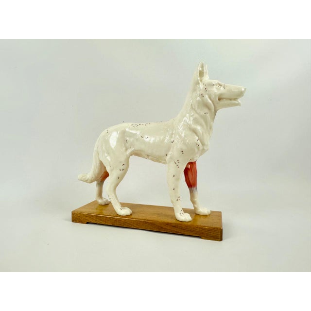 Vintage Vinyl Dog Acupuncture Model, 1970s For Sale - Image 3 of 16
