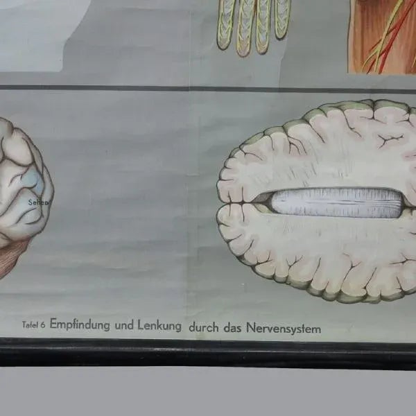 1950s Vintage School Poster of the Nervous System For Sale - Image 5 of 7