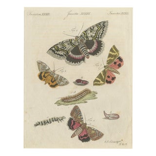 Bertuch, Underwing and Tiger Moths with Caterpillars, 1805, Print For Sale