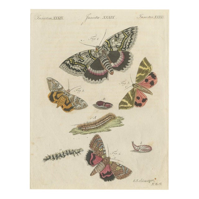 Bertuch, Underwing and Tiger Moths with Caterpillars, 1805, Print For Sale