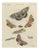Bertuch, Underwing and Tiger Moths with Caterpillars, 1805, Print For Sale