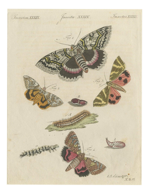 Bertuch, Underwing and Tiger Moths with Caterpillars, 1805, Print
