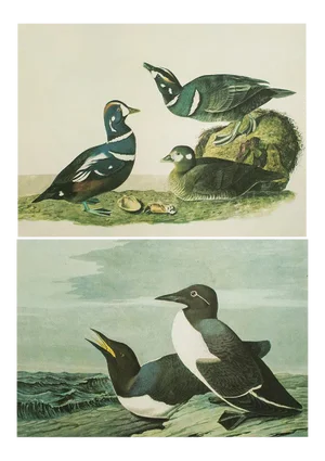 1966 Vintage Cottage Print "Harlequin Duck & Common Murre" After John James Audubon