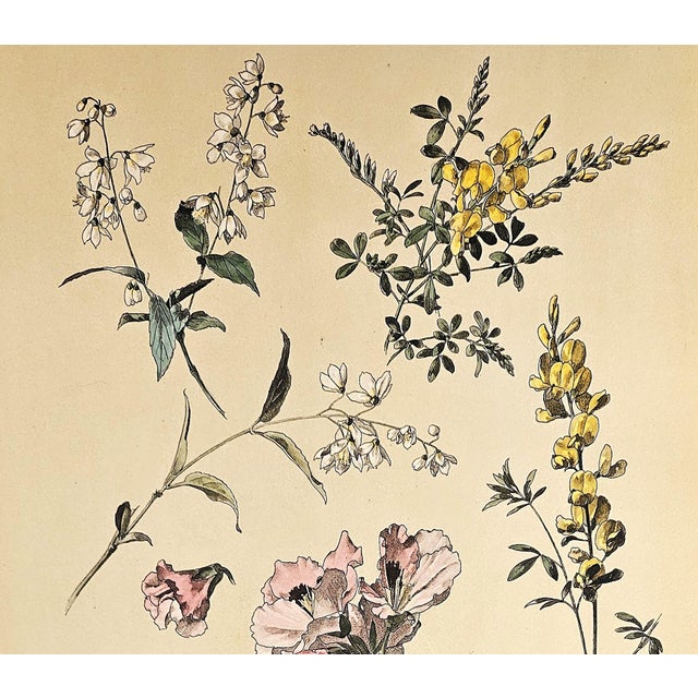 This is a LARGE RARE hand-colored antique botanical chromolithograph that dates to c1880. This is one of a small grouping...
