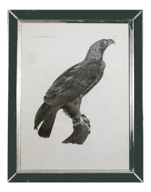 French Large Engraving of an Eagle by Savigny