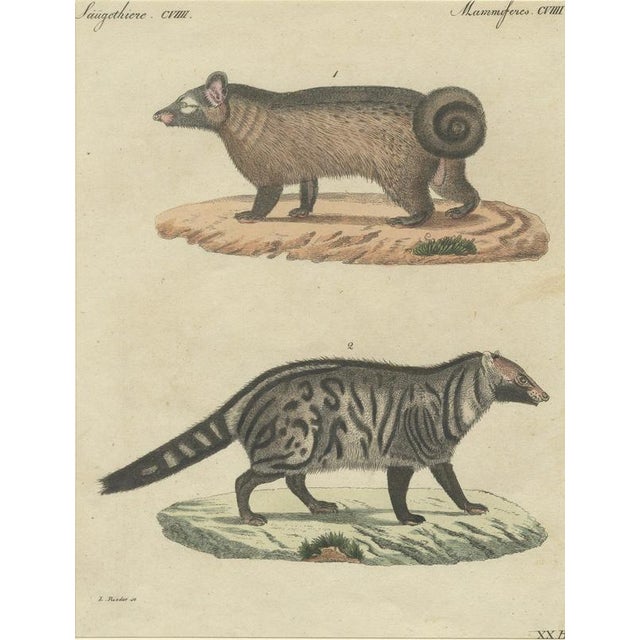 Antique Asian Civets & Kopi Luwak Natural History Engraving Bertuch, 1820 For Sale - Image 3 of 10
