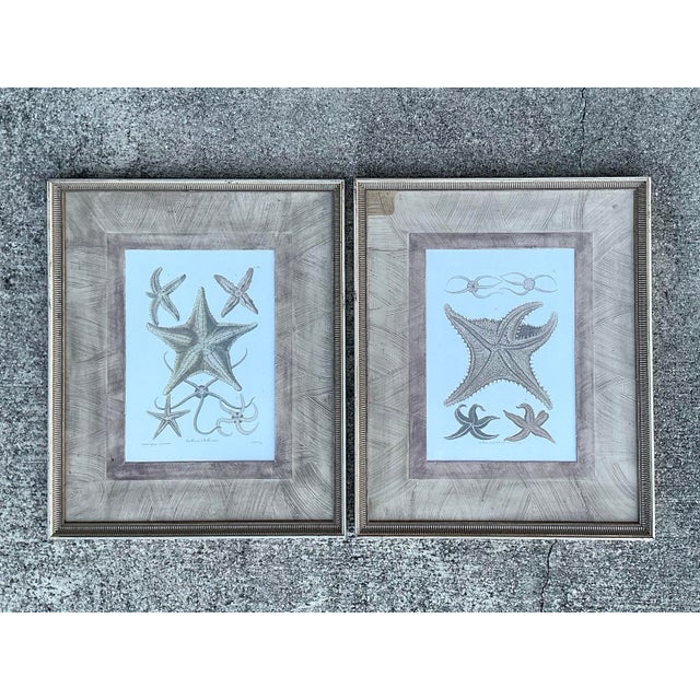 Vintage John Richard Starfish Prints - Set of 2 For Sale - Image 10 of 12