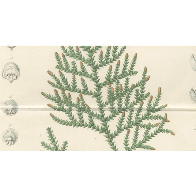 Mid 19th Century After Siebold & Zuccarini, Botanical Illustration of Thuopsis Dolabrata, 1856, Print For Sale - Image 5 of 9