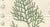 Mid 19th Century After Siebold & Zuccarini, Botanical Illustration of Thuopsis Dolabrata, 1856, Print For Sale - Image 5 of 9