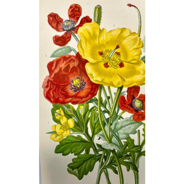 Antique Hand Colored Botanical Print/ Illustration of Various Red & Yellow Poppy Flower Varieties From England - Circa 1870 For Sale - Image 4 of 10