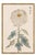 White Pompon Mum by Hasegawa, Vintage Japanese Botanical Art Print, 12" X 18" For Sale In Buffalo - Image 6 of 8