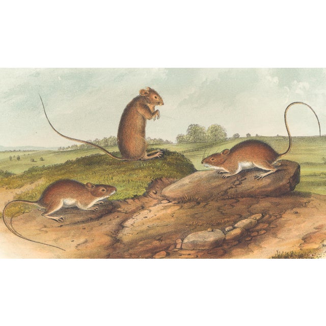 Original first edition Audubon stone lithograph from "The Viviparous Quadrupeds of North America", octavo edition, printed...