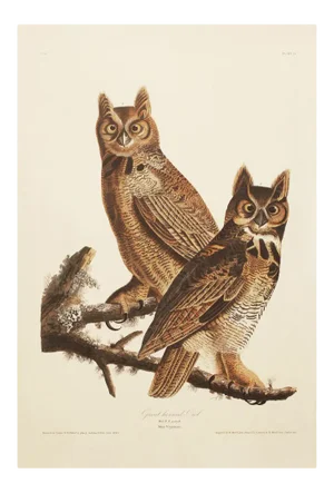 1990s Great Horned Owls After Audubon, Large Cottage Print