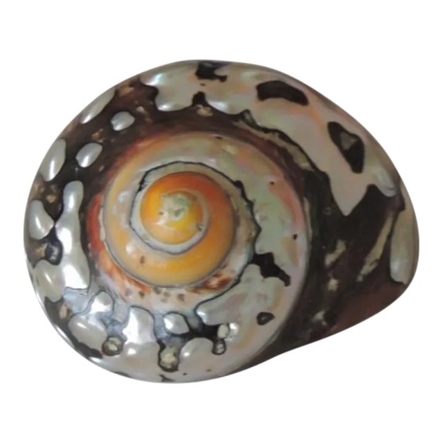 Orange and Black Decorative Sea Shell Paperweight Chairish