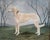 Portraiture Antique 19th Century Oil Painting Portrait of a Saluki Dog For Sale - Image 3 of 17
