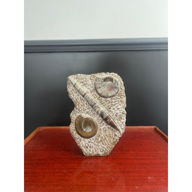 Polished plaque bearing two goniatite ammonites and a fossilized orthoceras 26 x 24 cm Sylex, fossil, prehistory