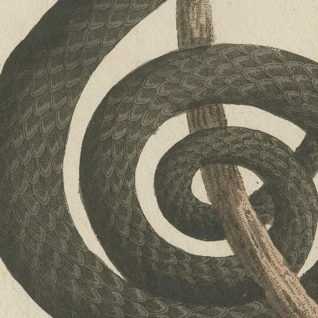 Beige Bertuch, Black Snake with Hummingbird, 1805, Print For Sale - Image 8 of 12
