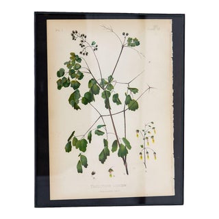 Early Meadow-Rue Fern Botanical Print on Paper, Usa Early 20th C. For Sale