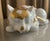 Large 13.5" Japanese Kutani Porcelain Figure of a Sleeping Cat For Sale - Image 18 of 18