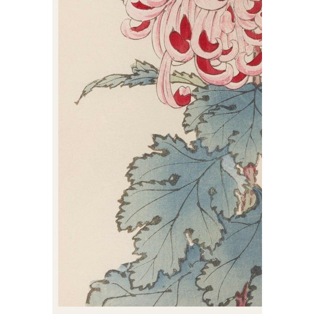 Vintage Red & White Chrysanthemum by Hasegawa, Japanese Botanical Art Print For Sale - Image 4 of 10