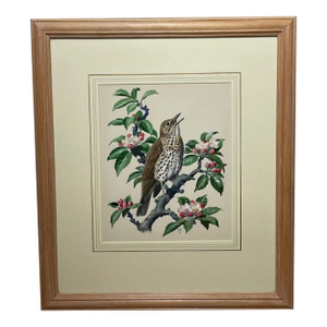 Framed Mid-Century British Bird Watercolour by Charles Frederick Tunnicliffe Obe Ra
