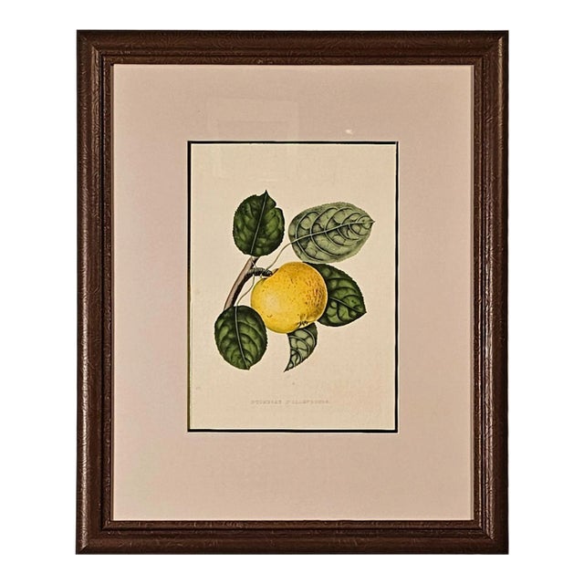 Print From Botanical Study of Fruits and Nuts by Duhamel Du Monceau, Early 19th Century For Sale