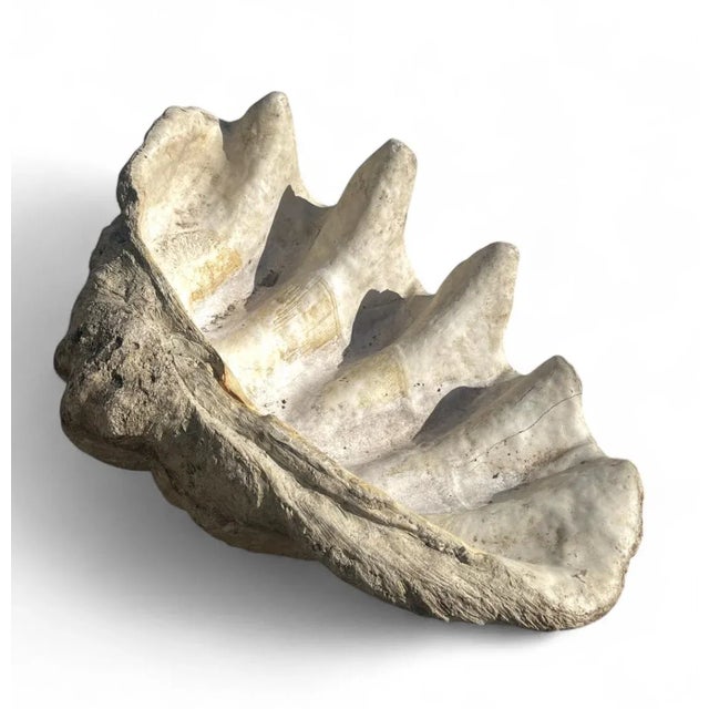 Art Deco Monumental Carved Stone Faux Clam Shell Coastal Decor For Sale - Image 3 of 3