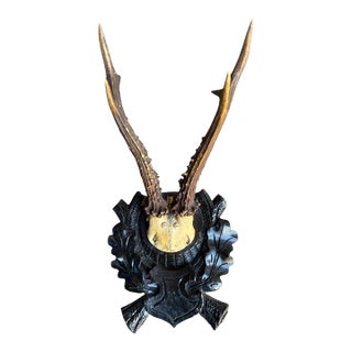 Roe Deer Trophy 175 Black Forest Antlers Mount For Sale
