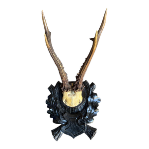 Roe Deer Trophy 175 Black Forest Antlers Mount