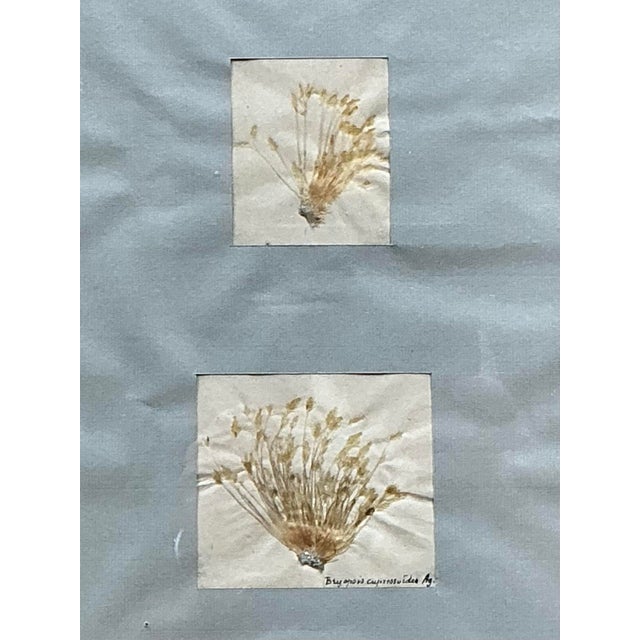 Vintage Pressed Specimen Clippings - Set of 5 For Sale In West Palm - Image 6 of 12