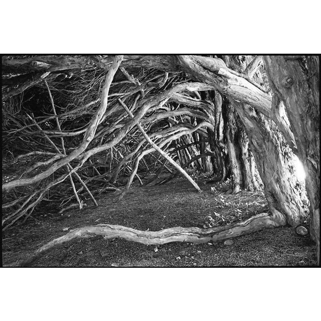 Paul Cooklin, Tree Roots and Branches, Photograph For Sale - Image 4 of 4
