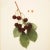 1900 - 1909 1900s U. P. Hedrick, Original Antique Photogravure of Suda Cherries For Sale - Image 5 of 7