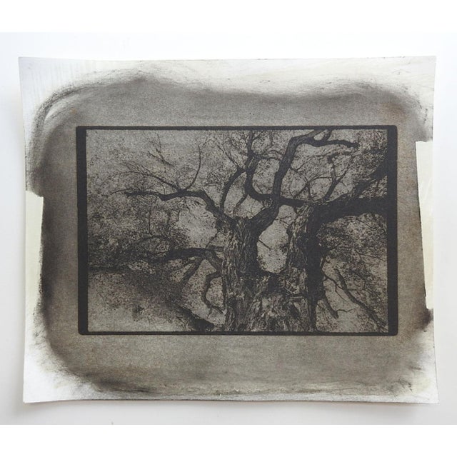 Late 20th century gray tone cyanotype tree branches photograph on heavy paper by Eric C. Weller (20th century) Texas....