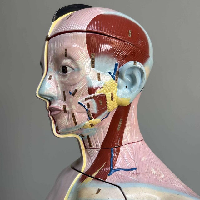 Japanese Anatomical Model Nakamura, 1970s For Sale - Image 17 of 18